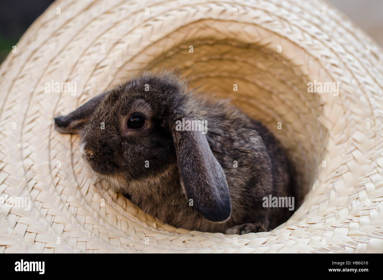Tierbaby-Kaninchen im Hut Stockfoto