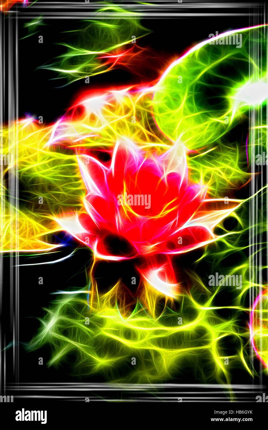 Rote Seerose Stockfoto