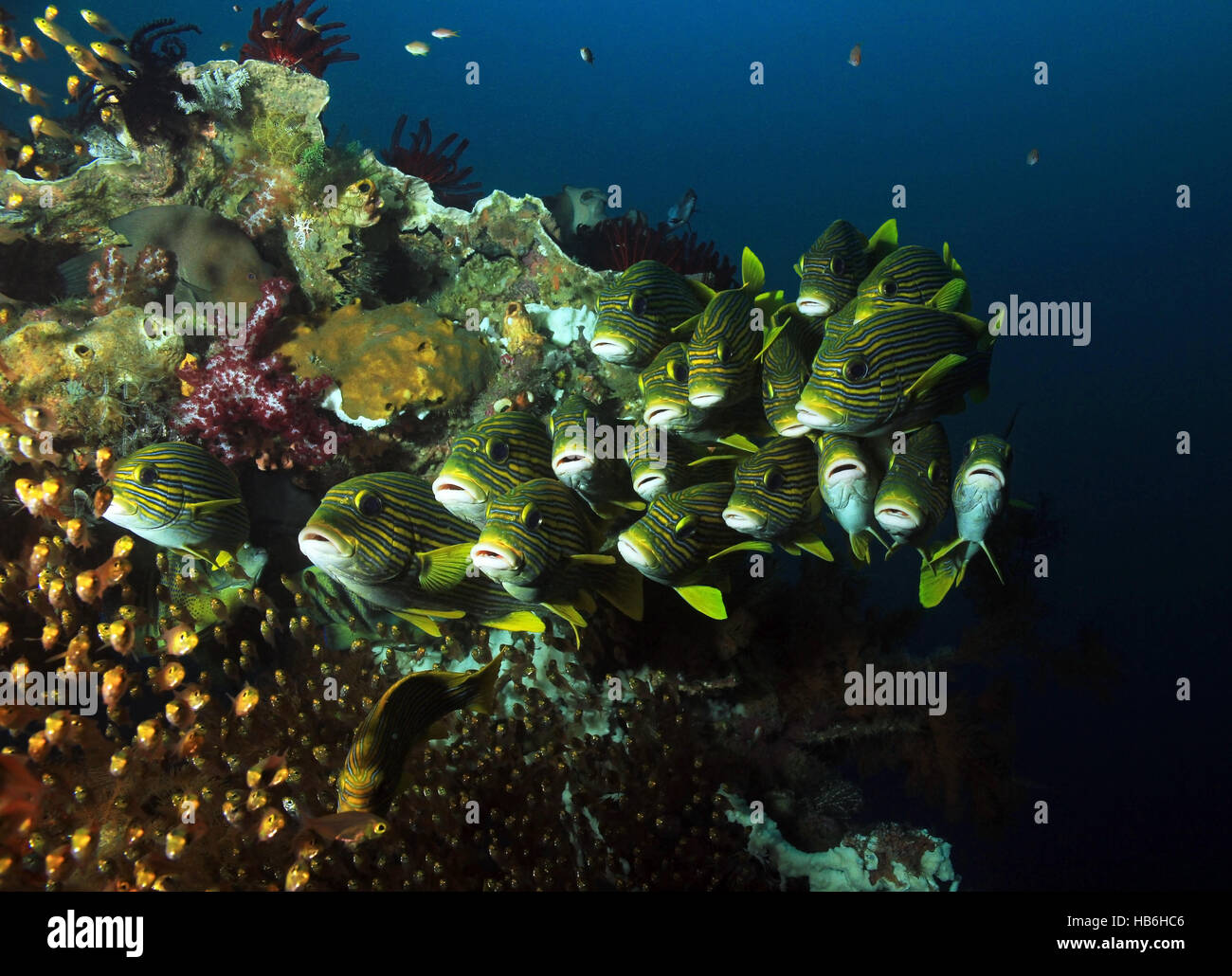 Schulzeit Glassfish und Beschenkung Süßlippen am bunten Korallenriff. Raja Ampat, Indonesien Stockfoto