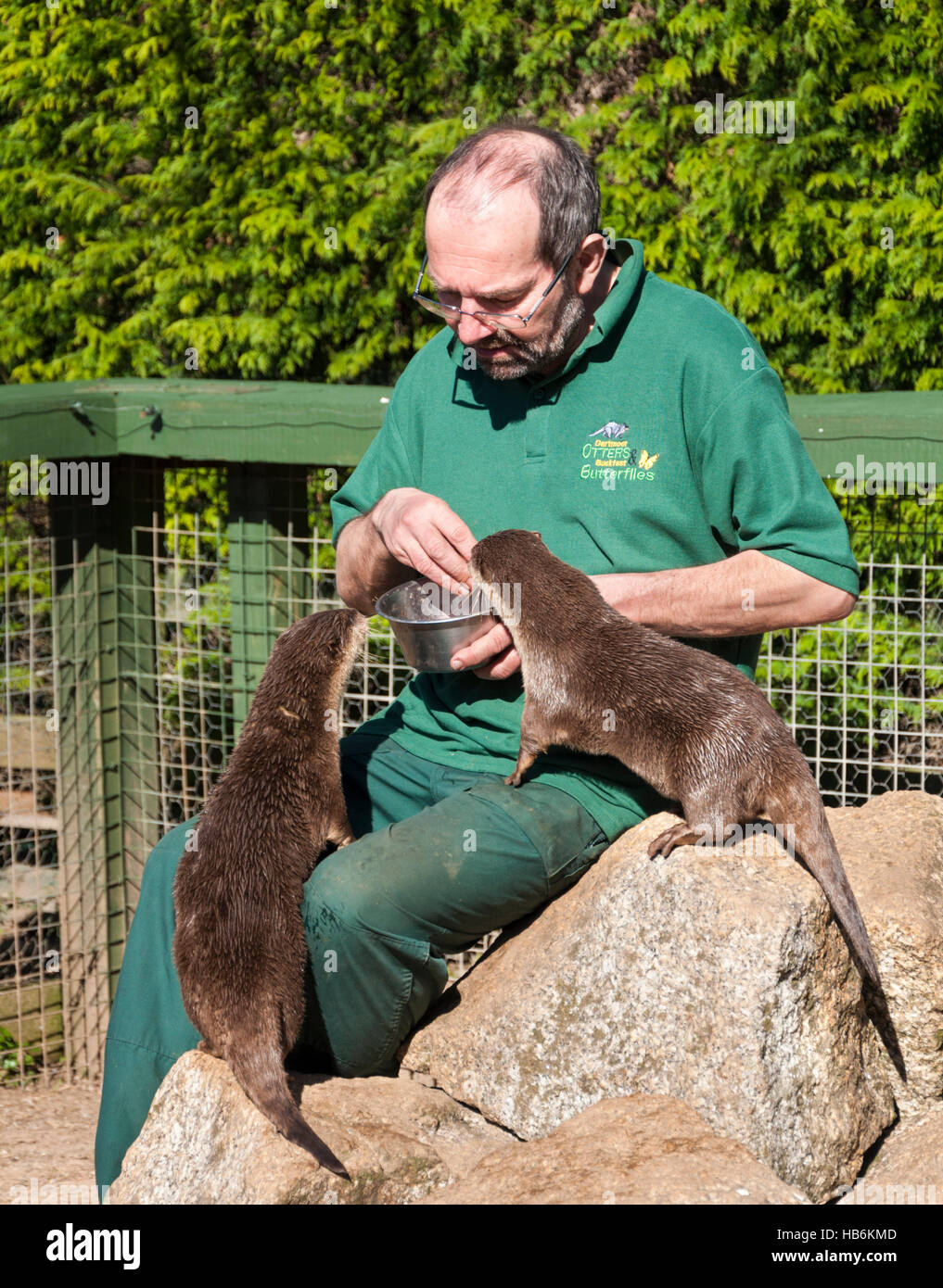 Asiatischen kurze Krallen Otter (Amblonyx Cinereus) wird durch ihren Pfleger auf ein Otter-Heiligtum von Hand gefüttert Stockfoto