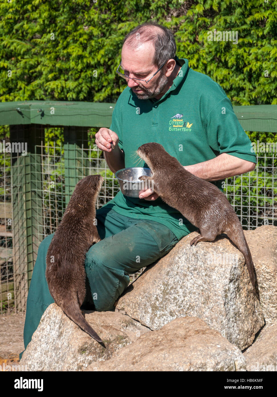 Asiatischen kurze Krallen Otter (Amblonyx Cinereus) wird durch ihren Pfleger auf ein Otter-Heiligtum von Hand gefüttert Stockfoto