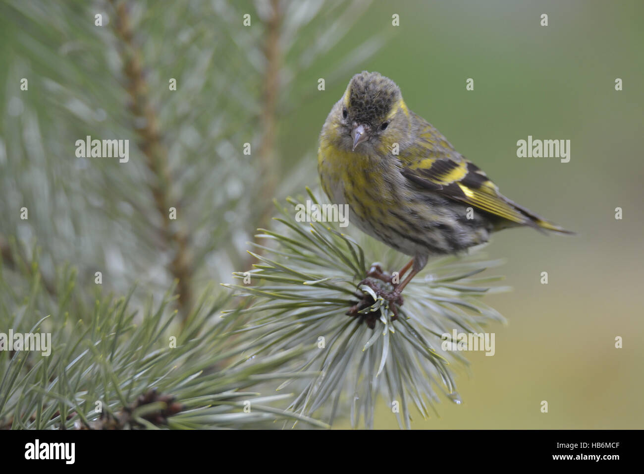Erlenzeisig Stockfoto