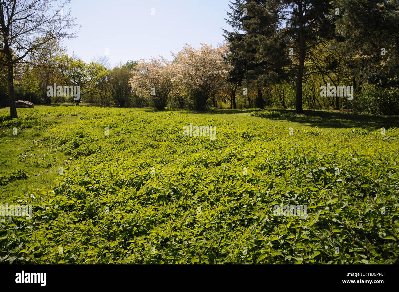 Urtica Dioica, Brennnessel Stockfoto