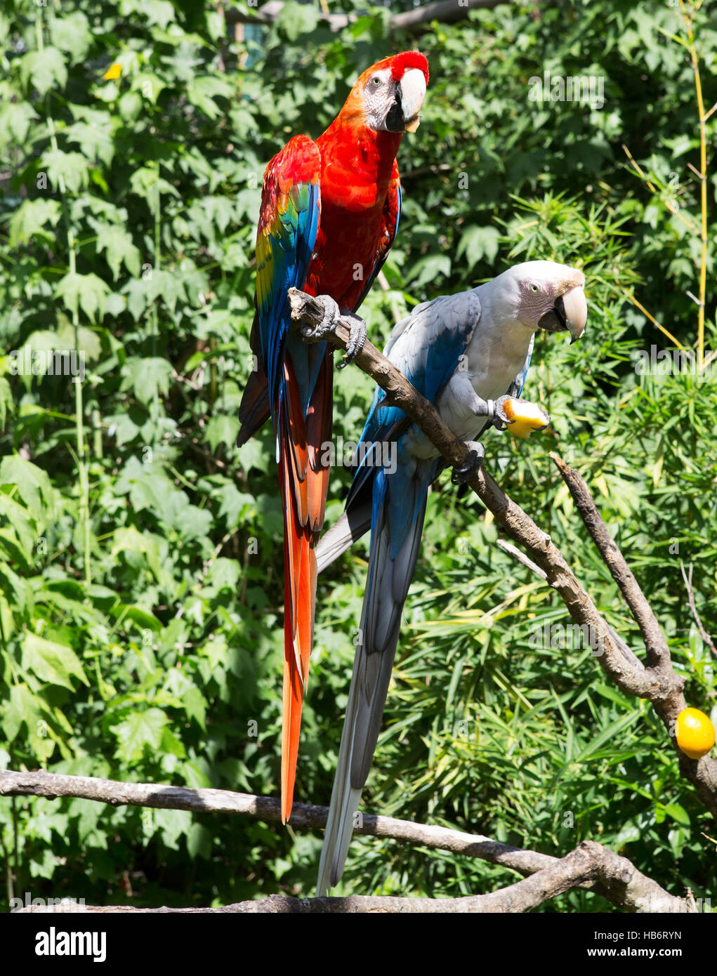 Papageien Stockfoto