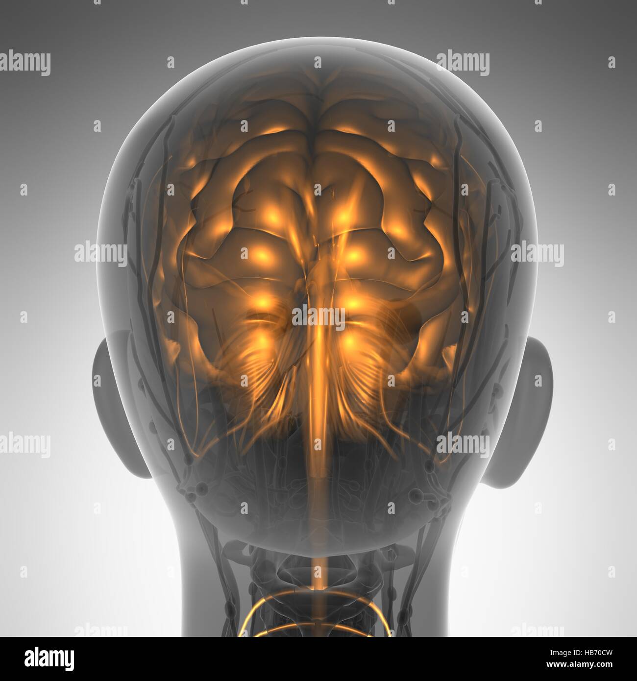 Wissenschaft-Anatomie des menschlichen Gehirns im Röntgenbild Stockfoto
