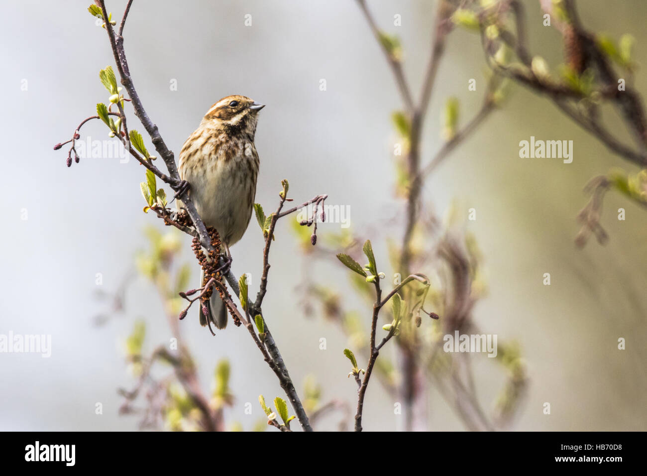 Reed bunting (Emberiza Schoeniclus) Stockfoto