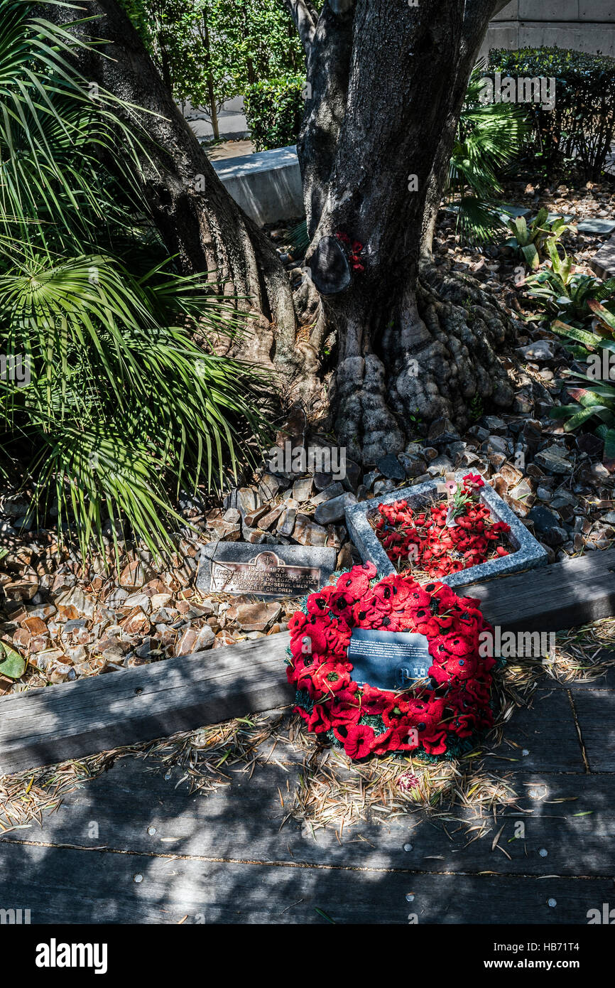 Olivenbaum, Shrine of Remembrance, Melbourne, Australien Stockfoto