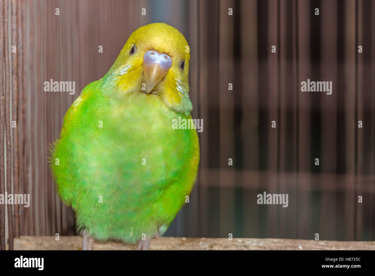 parrot-cage-fotos-und-bildmaterial-in-hoher-aufl-sung-alamy