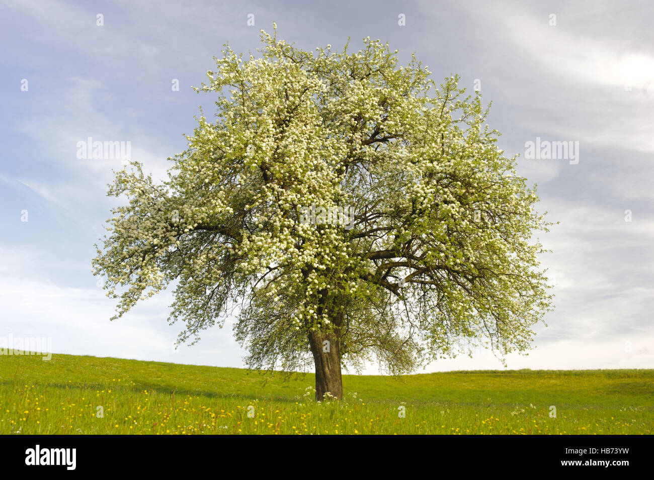 einzigen Apfelbaum in Blüte im Frühjahr Stockfoto