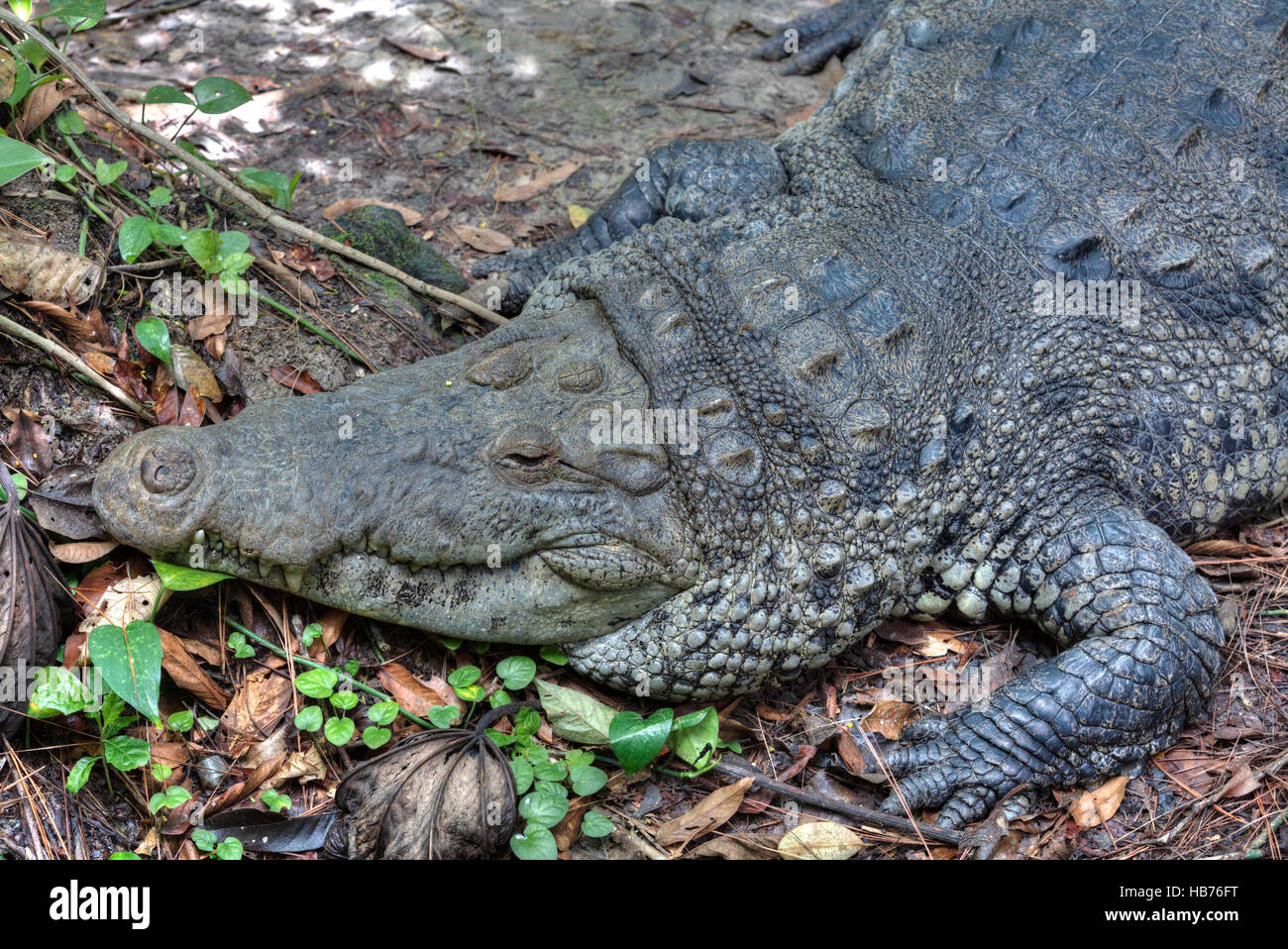 Die Zeichnungssammlung Krokodil (Latein-Crocodylus Moreletii), Belize Zoo in der Nähe von Belize City, Belize Stockfoto