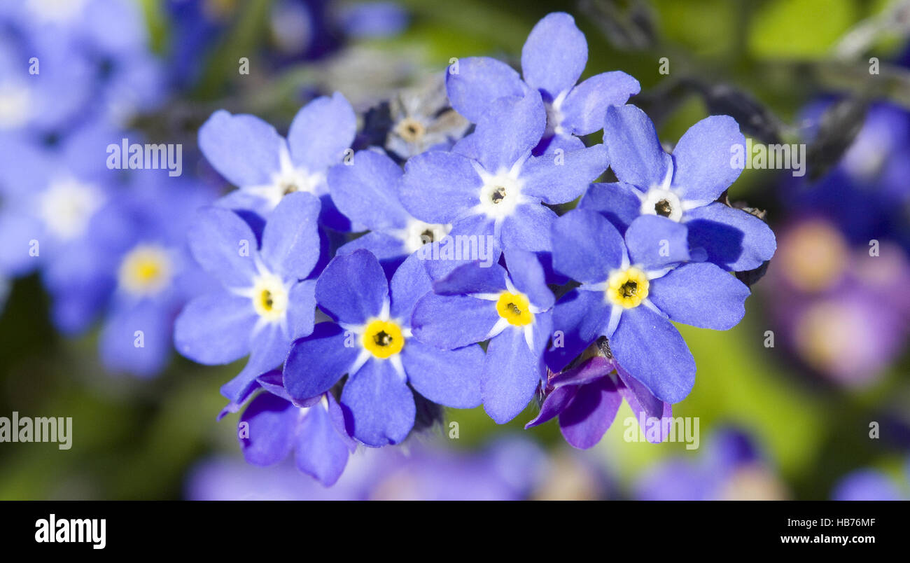 Holz-Vergissmeinnicht Myosotis sylvatica Stockfoto