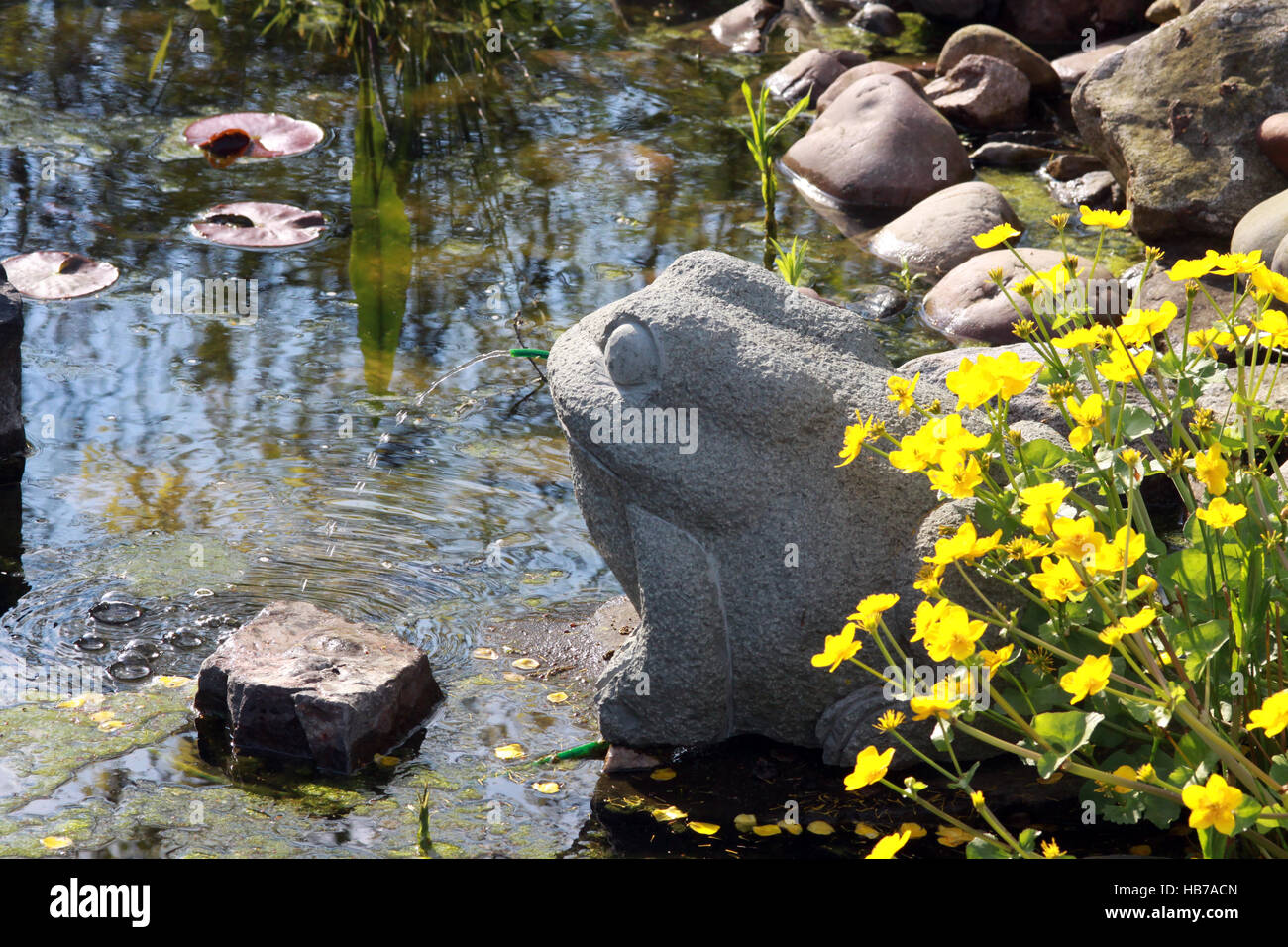 Wasser spucken Frosch im Gartenteich Stockfotografie - Alamy