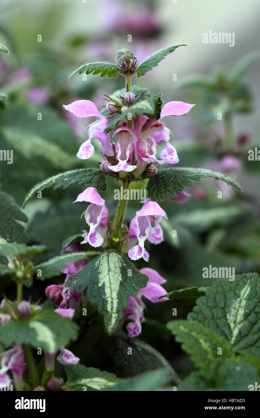 Spotted henbit Stockfoto