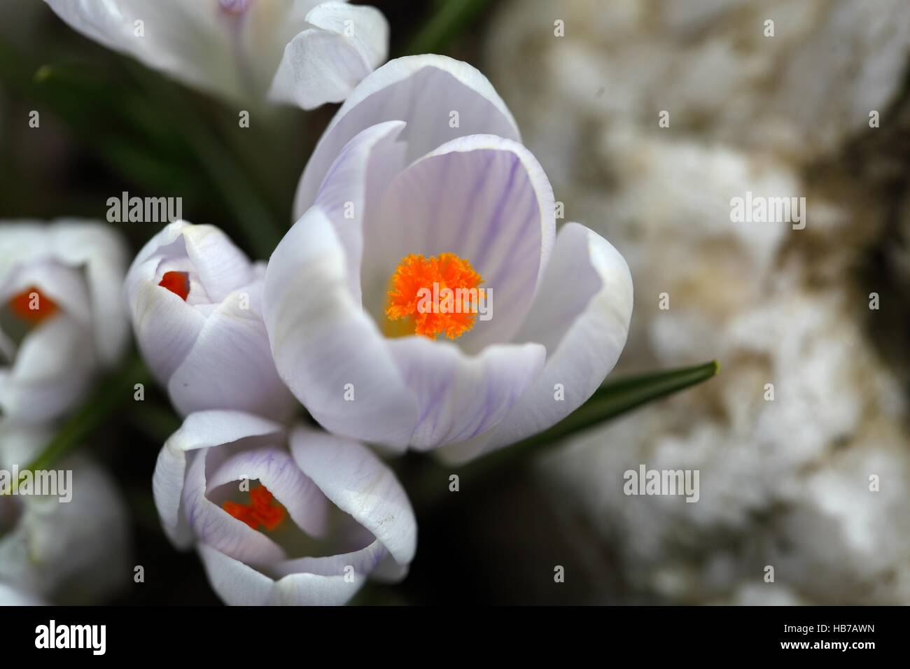 Detail-Foto von Krokusblüten in einem Garten. Stockfoto