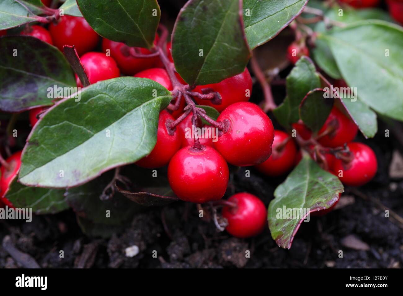 Teaberry Callunen procumbens Stockfoto