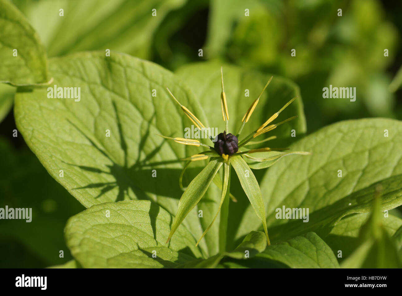 Paris Quadrifolia, Einbeere Stockfoto