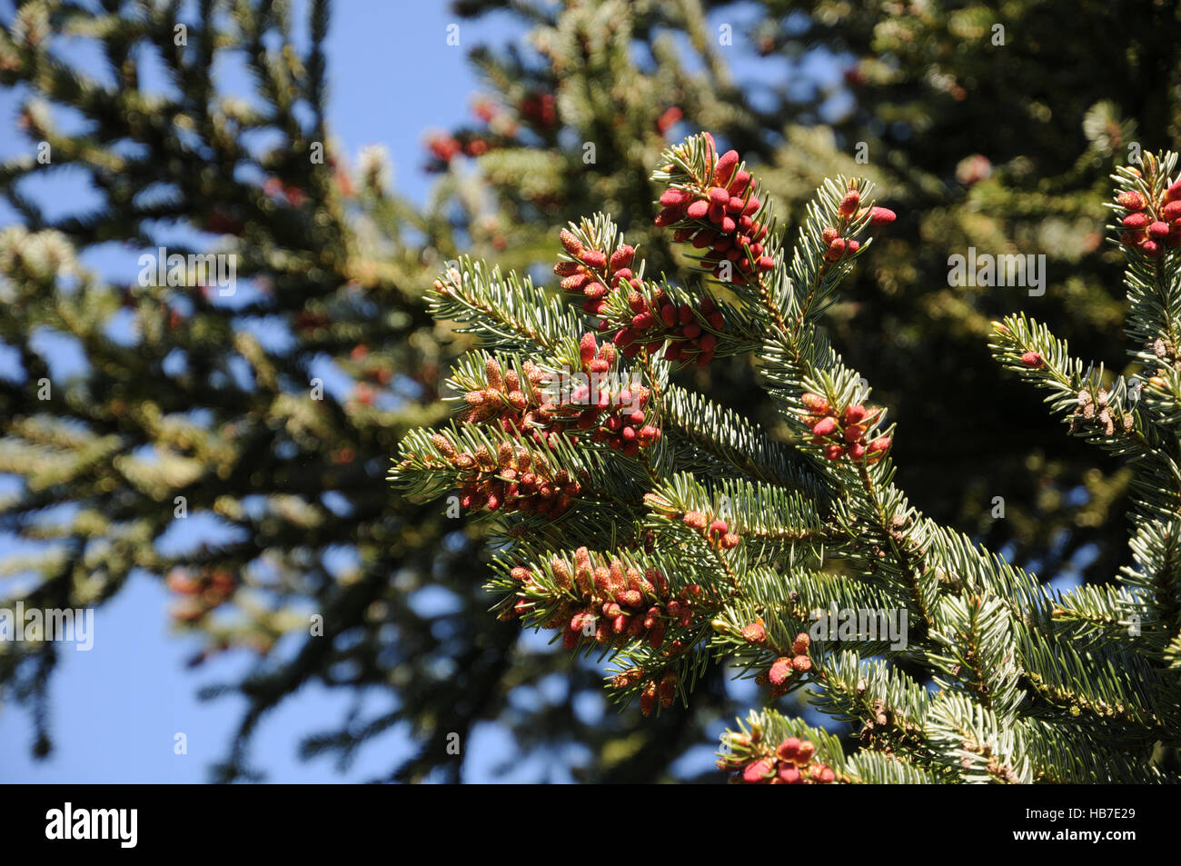 Griechische tannen Fotos und Bildmaterial in hoher Auflösung Alamy