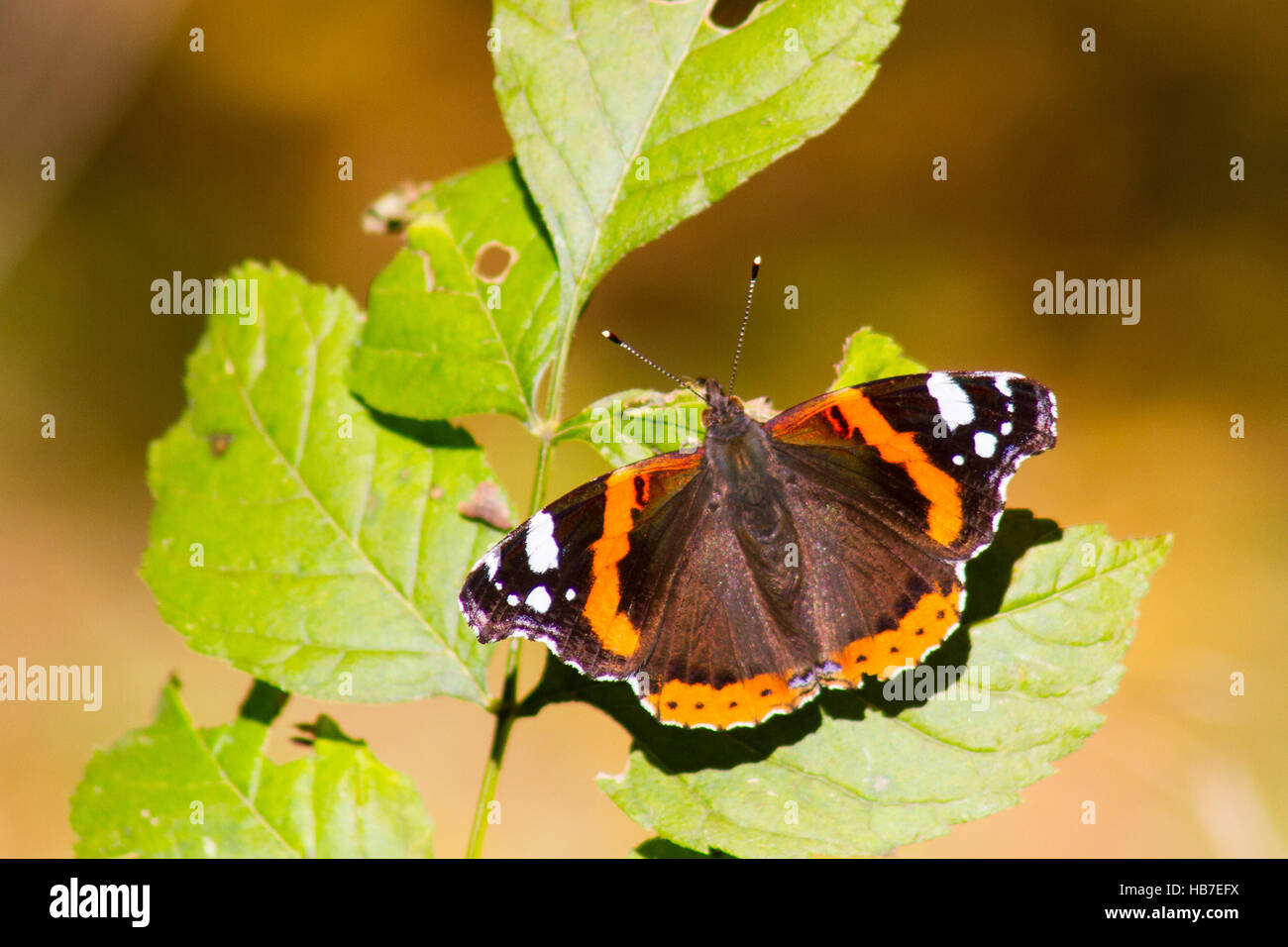 Monarch-Schmetterling auf Blatt sitzen Stockfoto