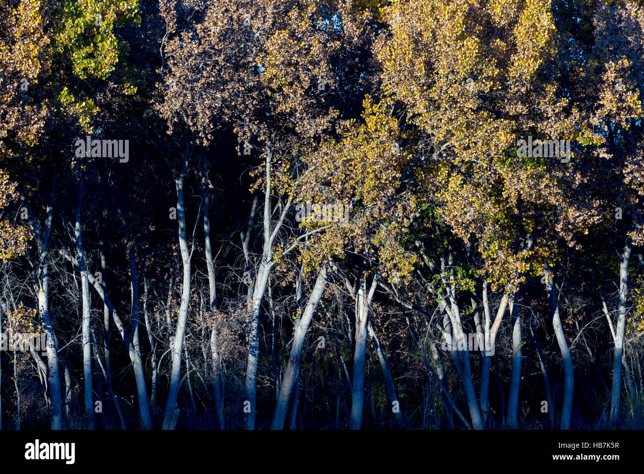 Rio Grande Pappeln (Populus Deltoides), verlässt Farbwechsel im Herbst.  Bosque del Apache National Wildlife Refuge, NM. Stockfoto