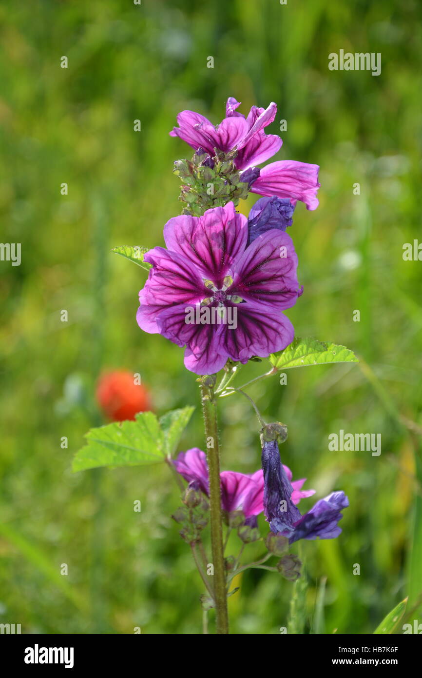 Wilde Malve Malve (Malve Silvestris) auf der Wiese mit frischem und verwelkte Blüten Stockfoto