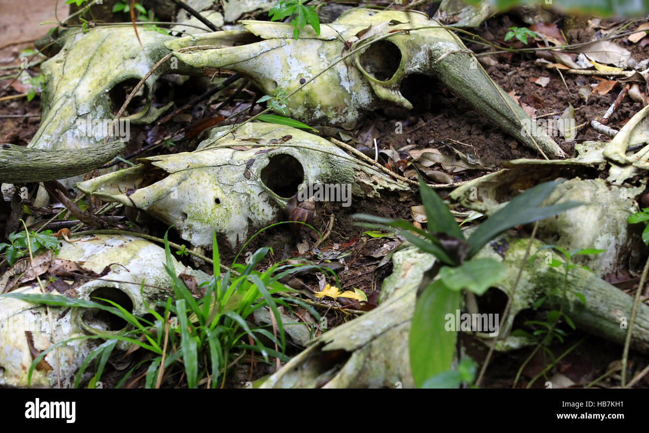 Die Knochen der Toten Tiere im Wald Stockfoto