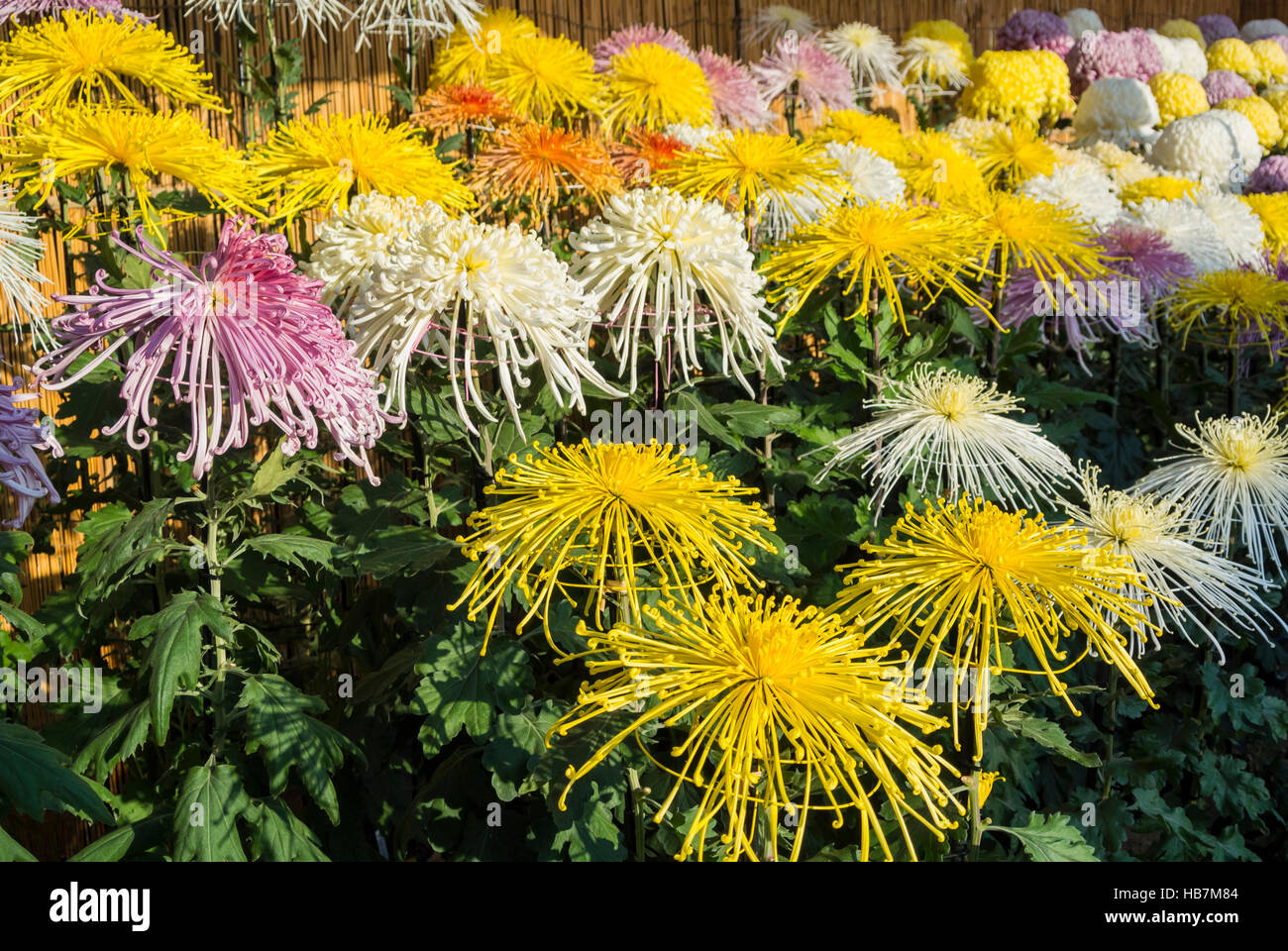 Chrysanthemen im Herbst Stockfoto