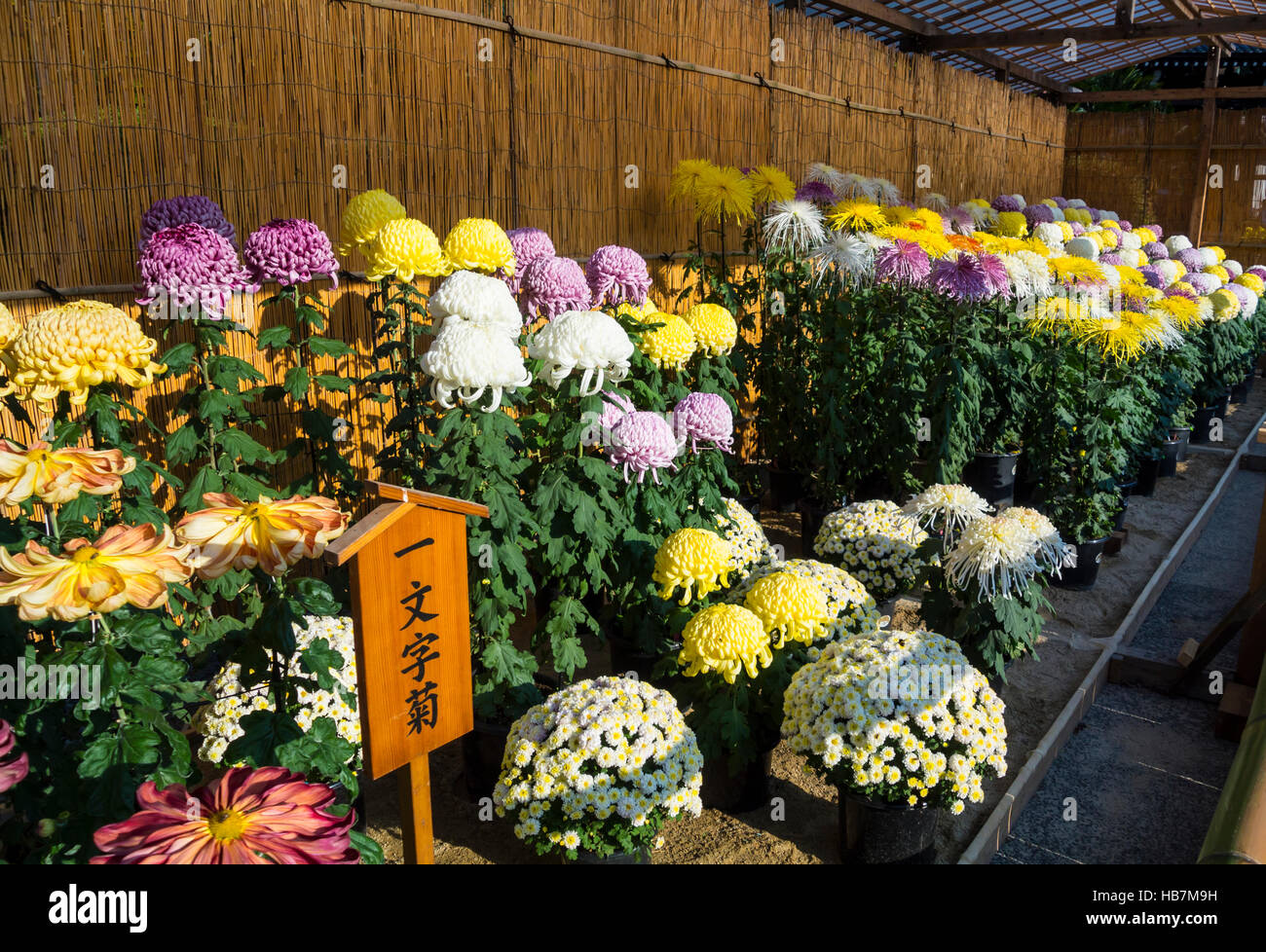 Chrysanthemen im Herbst Stockfoto