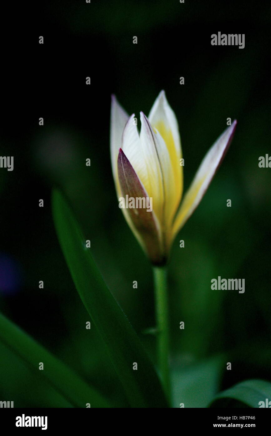 Tulpe Blume schließt im Abendlicht Stockfoto