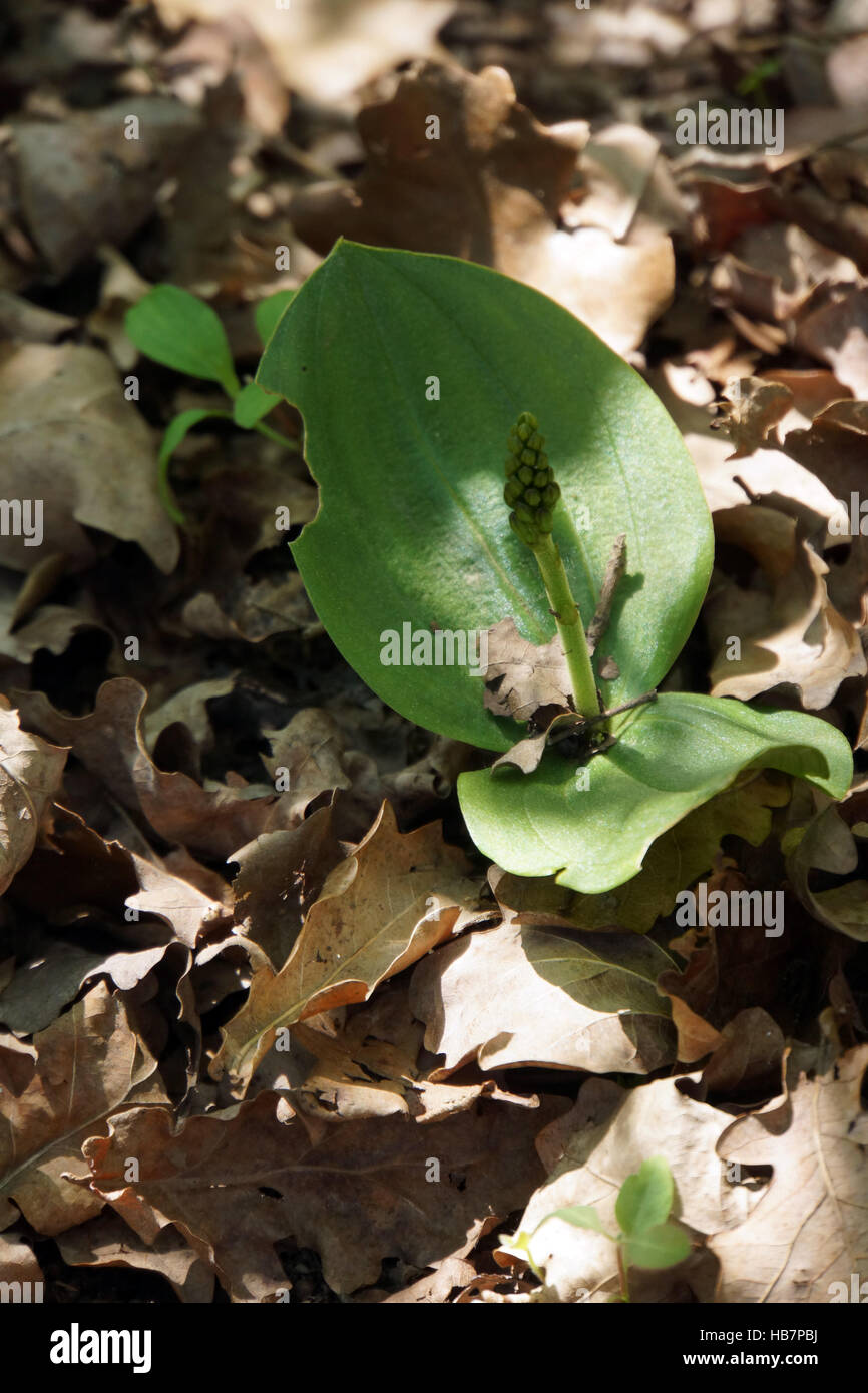 Europäischen gemeinsamen Nestwurzen Stockfoto