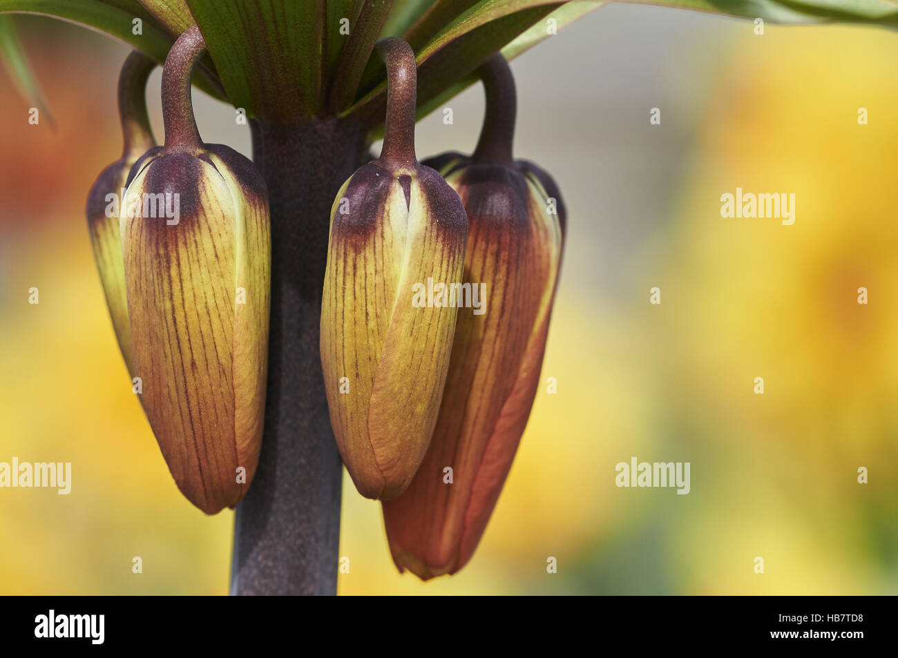 Kaiserkrone Stockfoto