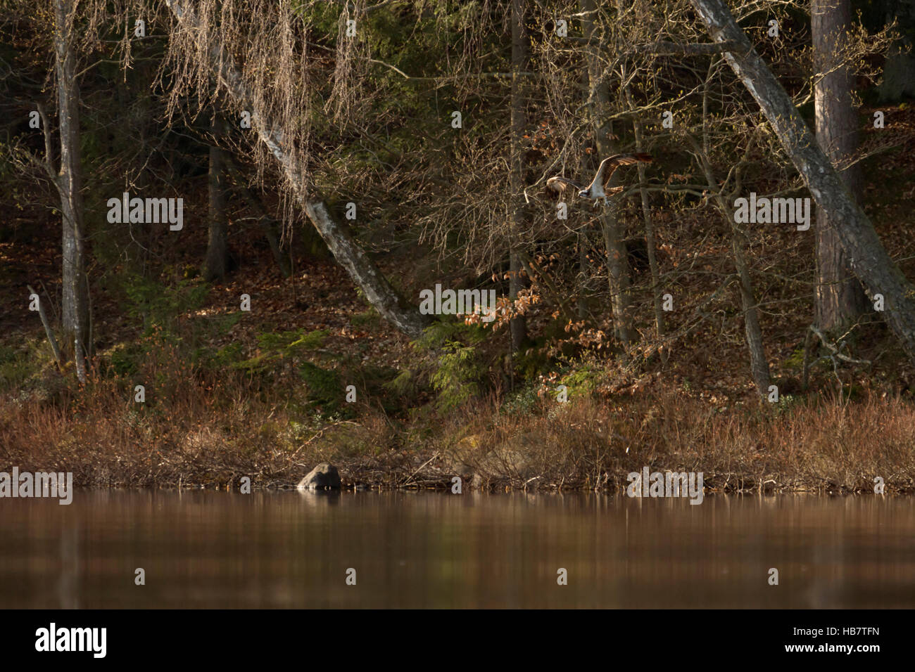 Western Osprey / Fischadler (Pandion Haliaetus) Jagd auf einem See in Schweden, Skandinavien, in typischer Umgebung. Stockfoto