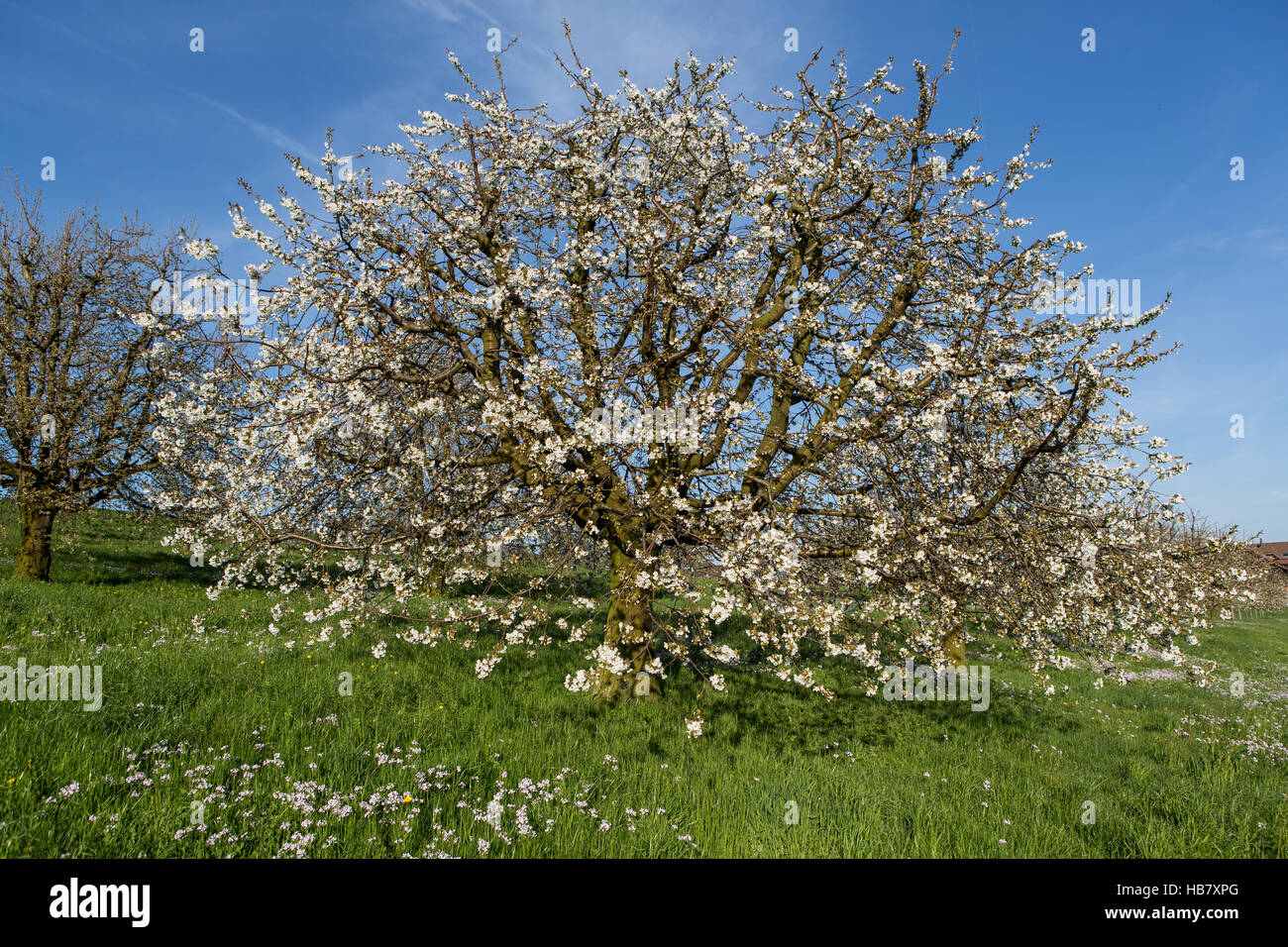 Blühende Kirschbäume Stockfoto