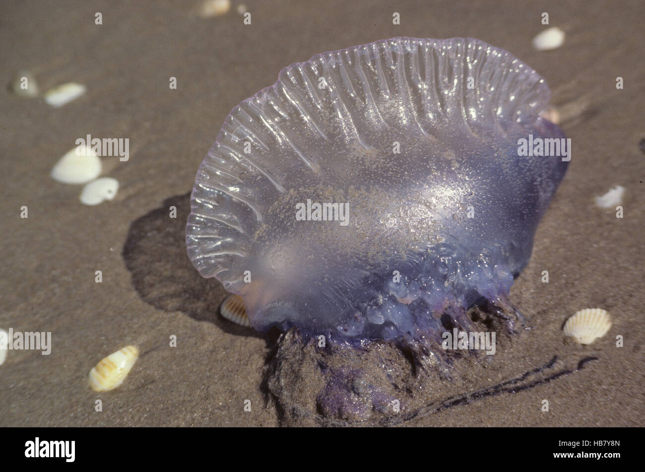 Quallen am Strand. Quallen sind Softbodied Nautiliden Wassertiere mit einer gallertartigen schirmförmig Glocke. Stockfoto