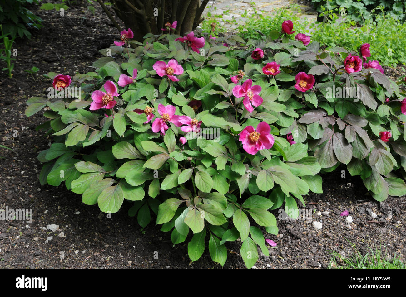 Paeonia Kavachensis, Kavache-Pfingstrose Stockfoto