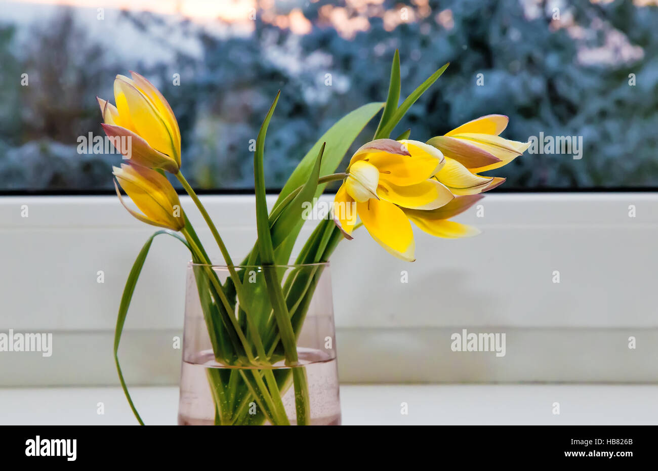 Bouquet von gelben Tulpen auf der Fensterbank. Stockfoto