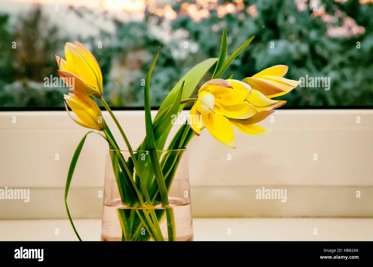 Bouquet von gelben Tulpen auf der Fensterbank. Stockfoto