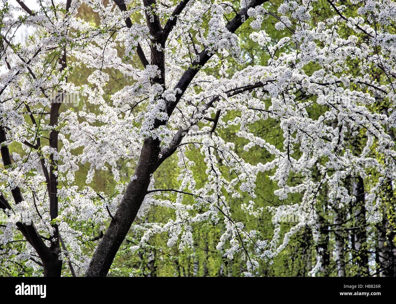 Reiche Blüte Pflaumenbaum. Stockfoto