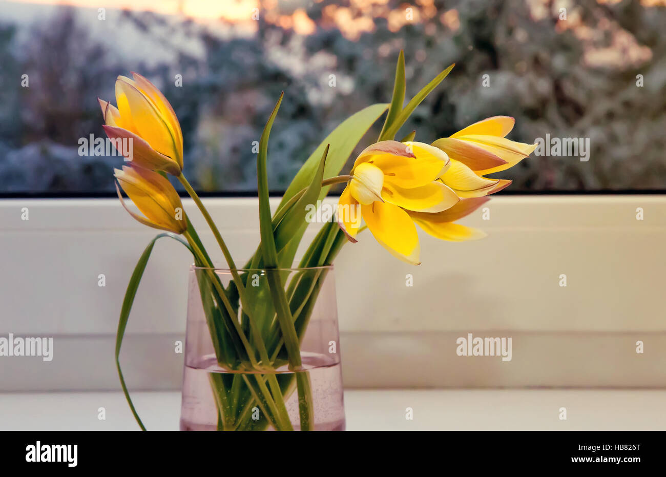 Bouquet von gelben Tulpen auf der Fensterbank. Stockfoto