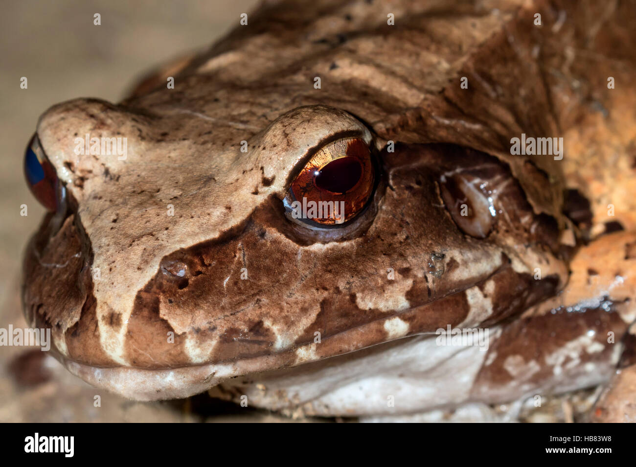 Smoky Jungle Frog Close Up Stockfoto