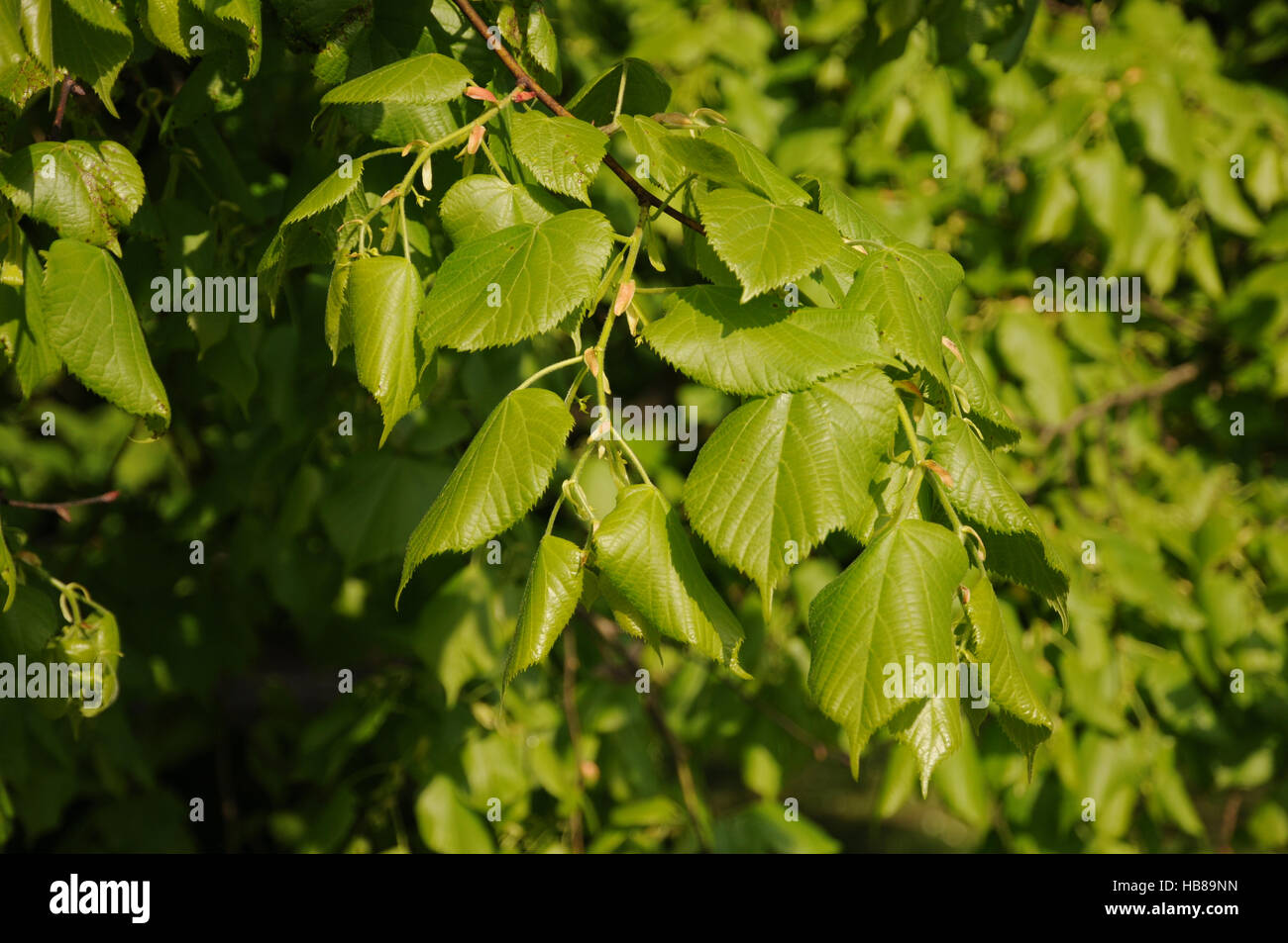 Tilia X europaea, gemeinsame Kalk Stockfoto