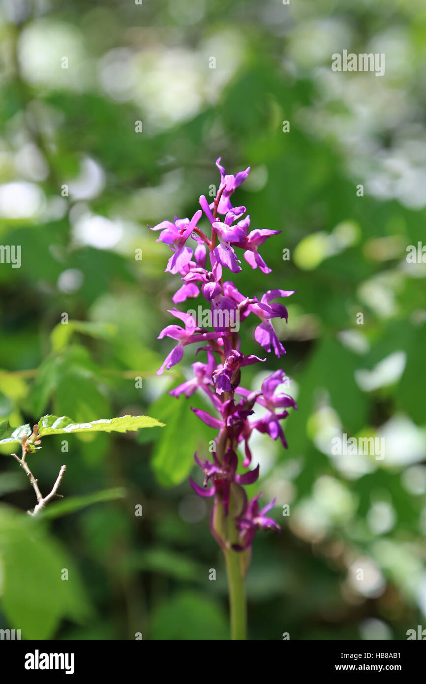 Frühe lila Orchidee Orchis mascula Stockfoto