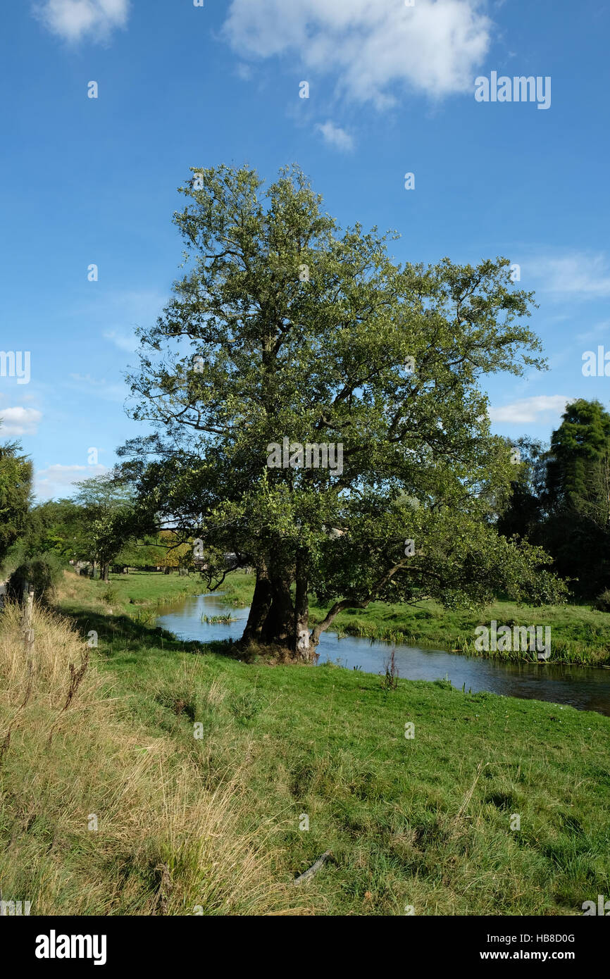 Stattliche Großbaum am Fluss am Eynesford, Kent Stockfoto