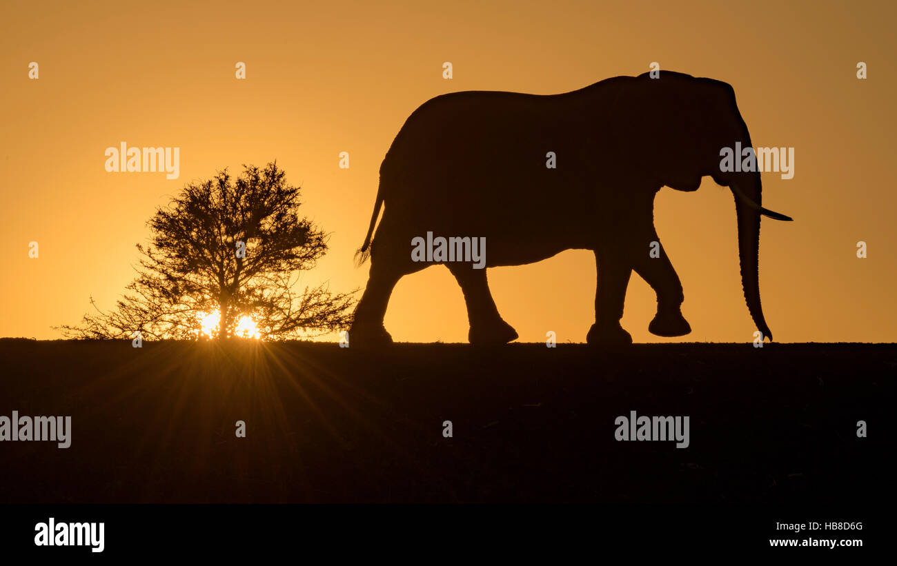 Afrikanischer Elefant (Loxodonta Africana), Silhouette bei Sonnenuntergang, Zimanga Private Game Reserve, KwaZulu-Natal, Südafrika Stockfoto