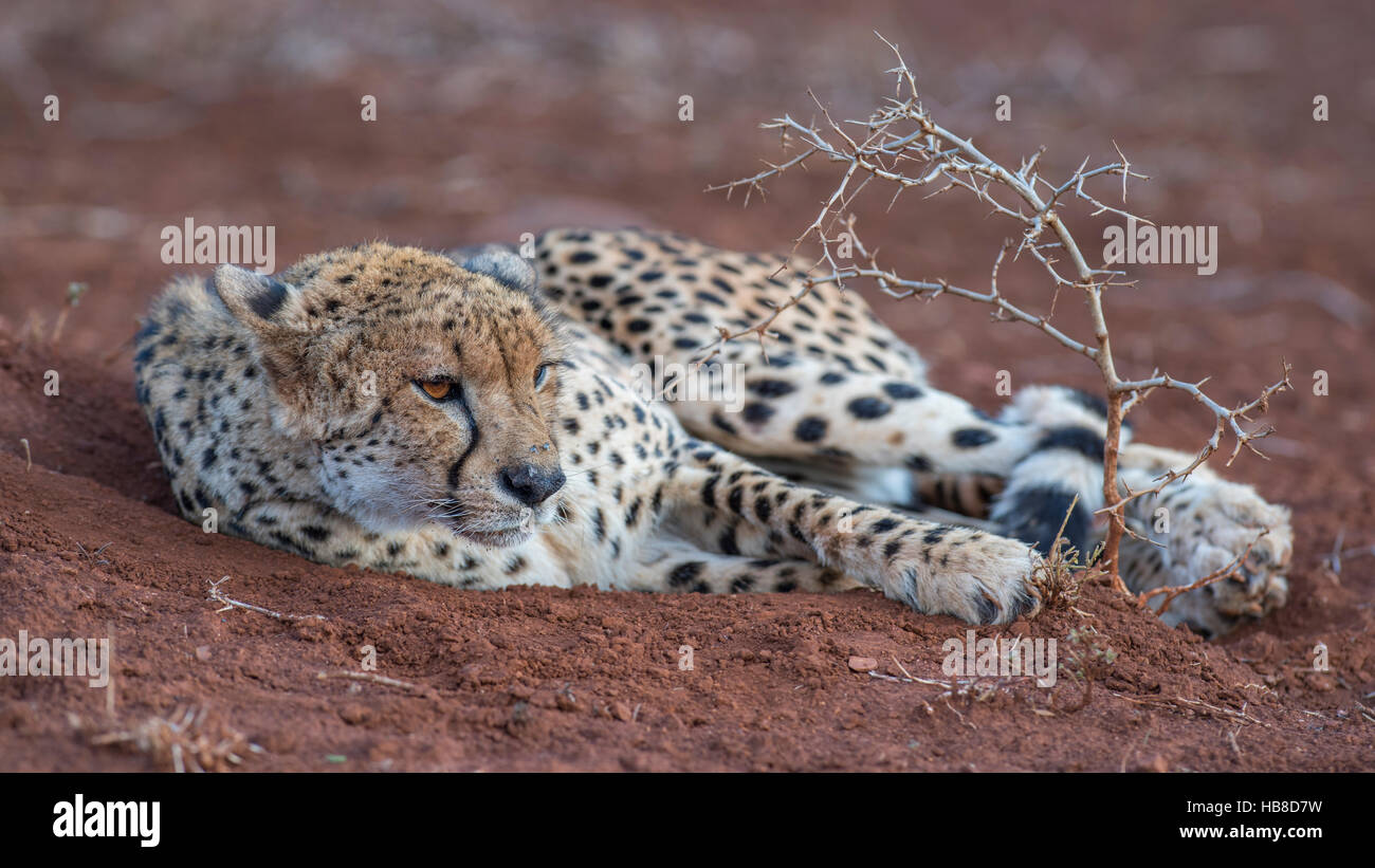 Ruhenden Erwachsenen weiblichen Gepard (Acinonyx Jubatus), Zimanga Private Game Reserve, KwaZulu-Natal, Südafrika Stockfoto