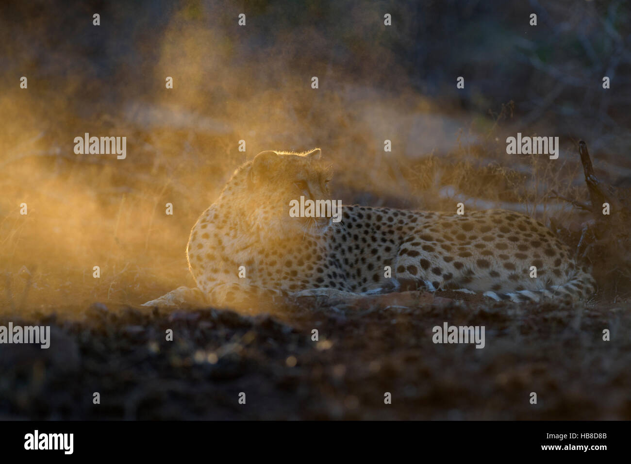 Gepard (Acinonyx Jubatus), aufmerksame Erwachsene weiblich, Abendlicht, Zimanga Private Game Reserve, KwaZulu-Natal, Südafrika Stockfoto