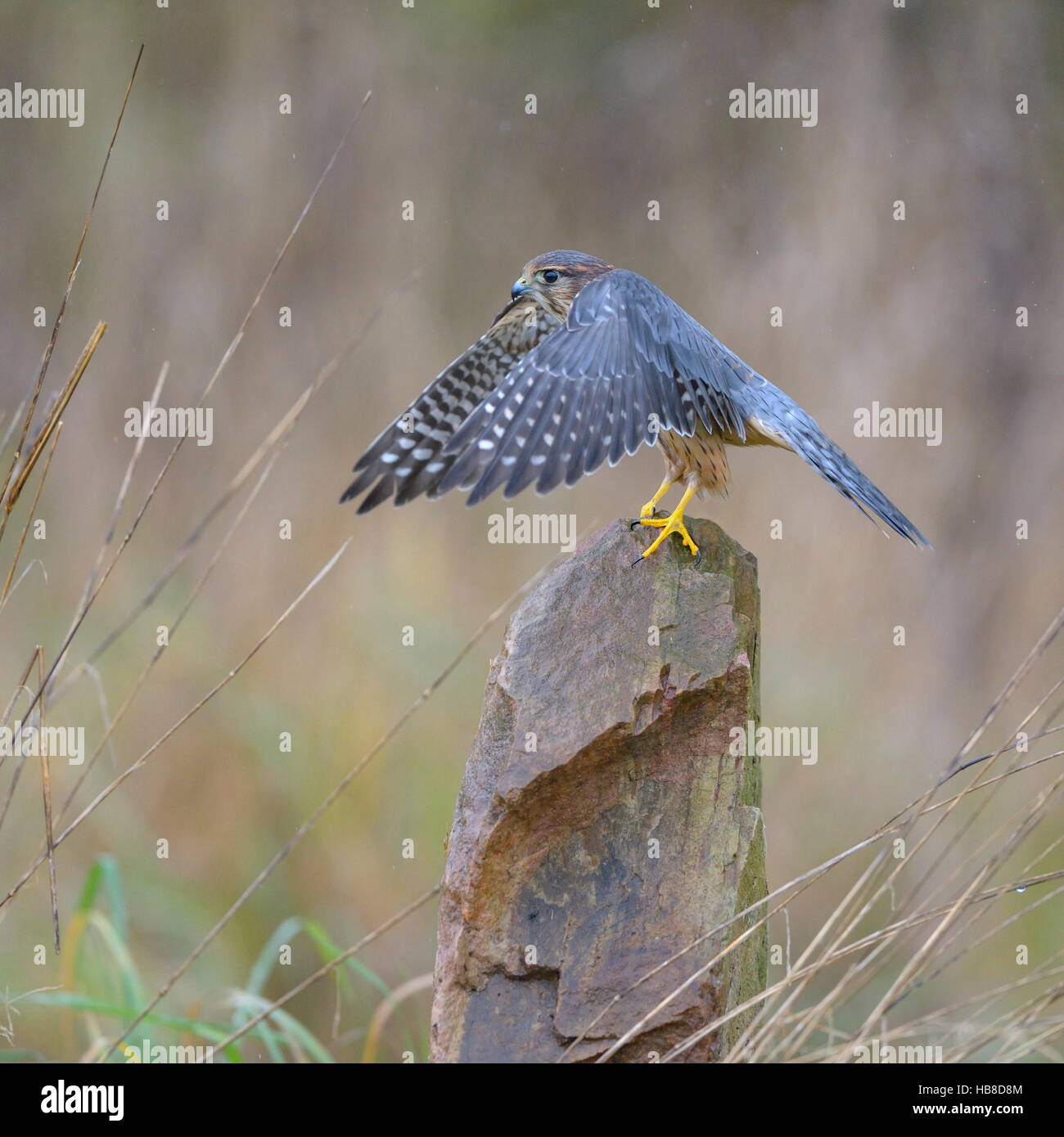 Merlin (Falco Columbarius), männliche auf Stein sitzend und mit Flügeln schlägt, Frankfurt Rhein-Main, Baden-Württemberg, Deutschland Stockfoto