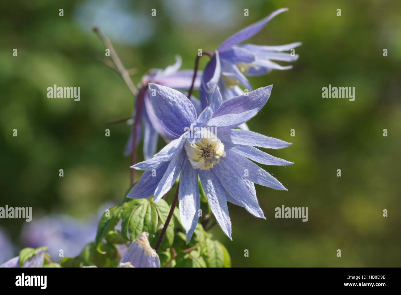 Clematis Alpina, Alpine clematis Stockfoto