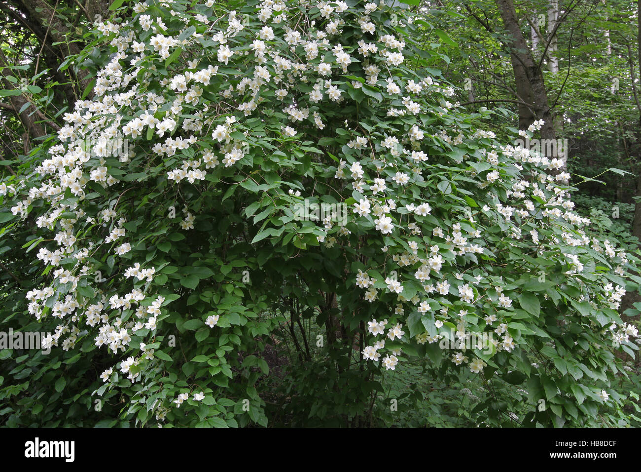 Englische Hartriegel oder süße Mock-Orange (Philadelphus Coronarius) blühenden Strauch, Bayern, Deutschland Stockfoto