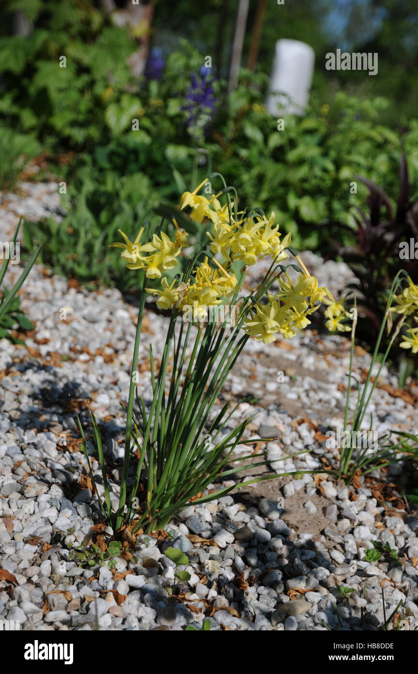 Narcissus Jonquilla, Jonquille, Jonquil Stockfoto
