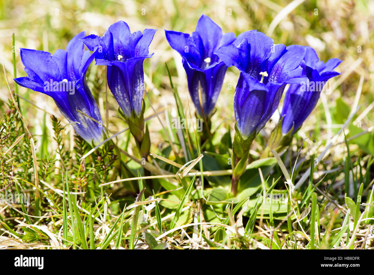 blaue Enzian blühen auf Wiese im Frühling Stockfoto